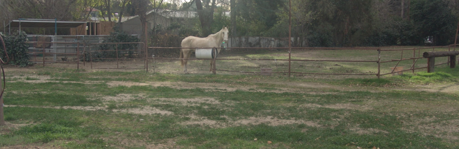 White Horse Big PNG White Horse Big PNG