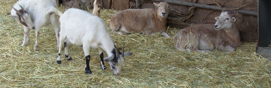 Goats and Sheep Goats and Sheep
